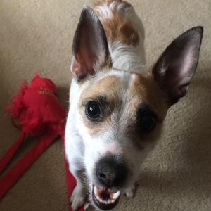 Meet your Posher, Martha